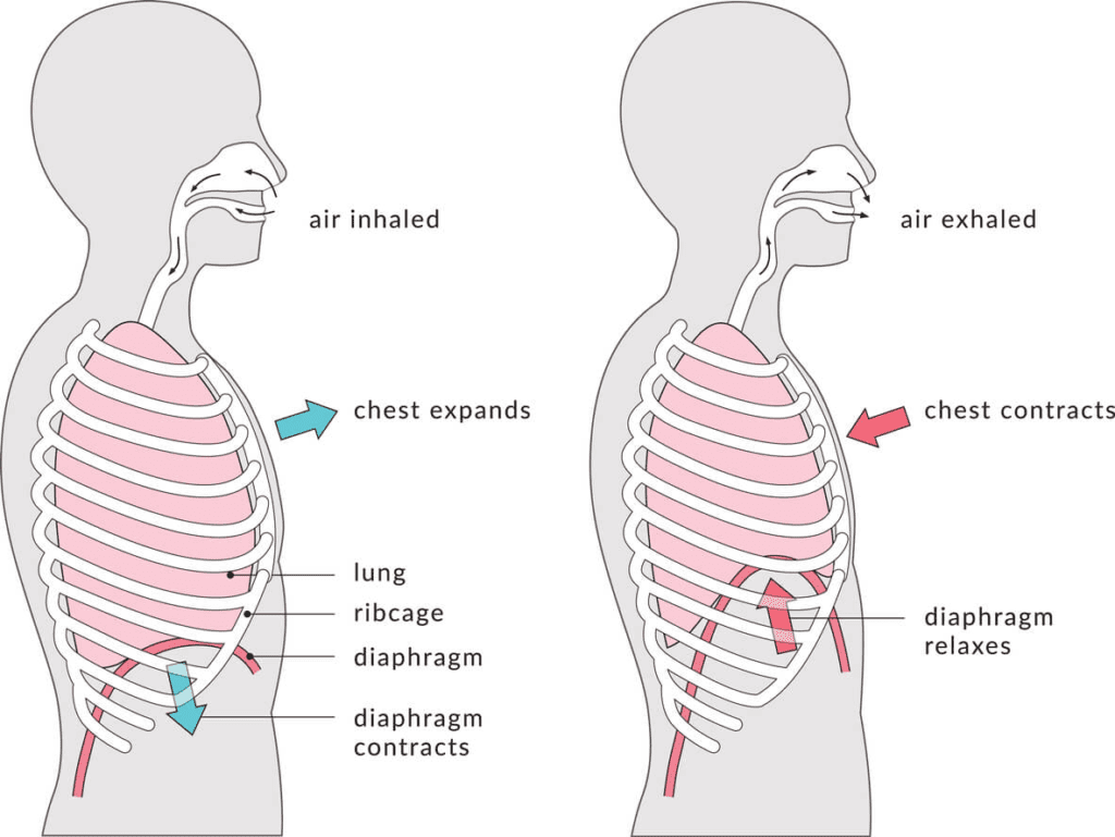 Diaphragm Breathing Diagram